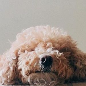 Meet your Posher, Posh